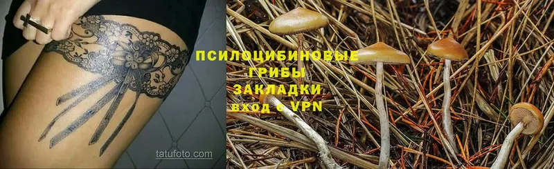 блэк спрут как зайти  Завитинск  Галлюциногенные грибы Psilocybine cubensis 